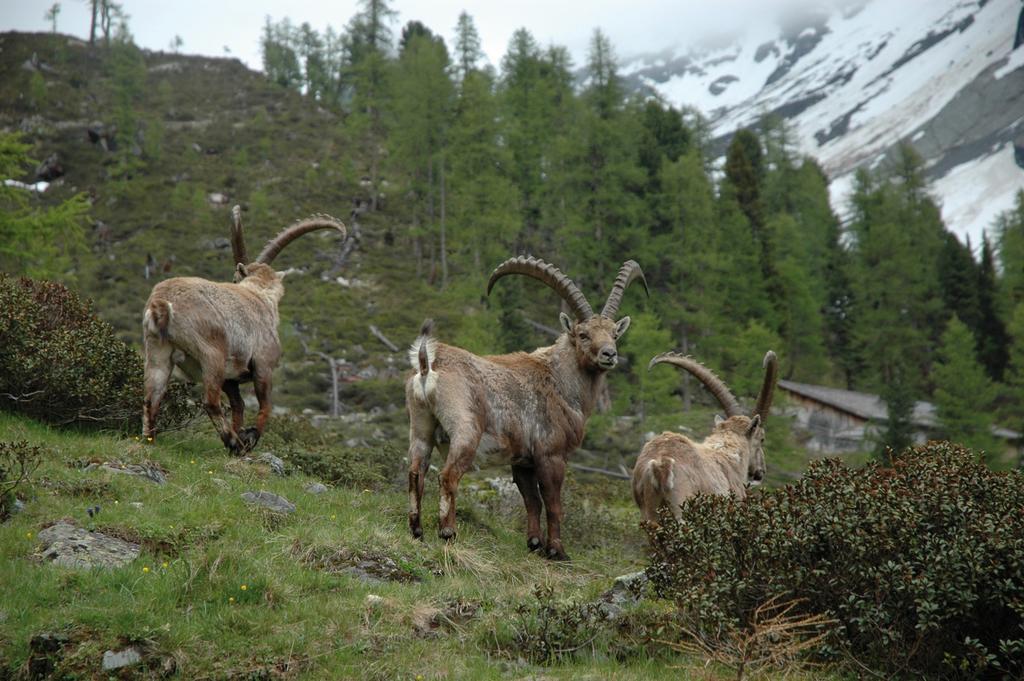 Haus Gfall Kaunertal Zewnętrze zdjęcie
